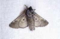 Diloba caeruleocephala