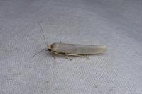 Eilema caniola
