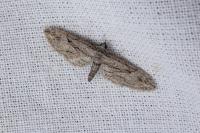 Eupithecia oxycedrata