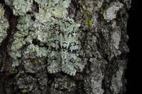 Griposia aprilina