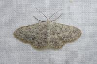 Scopula marginepunctata
