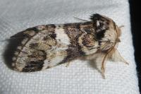 Drymonia dodonaea