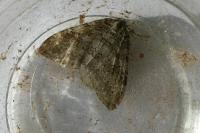 Epirrita