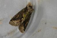 Allophyes