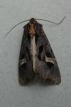 Trigonophora flammea