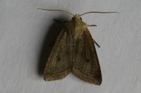 Leptologia lota
