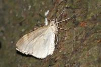 Operophtera brumata