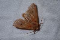 Leptologia macilenta