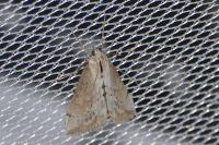 Evergestis isatidalis