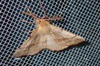 Colotois pennaria