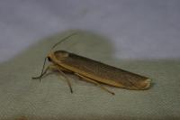 Eilema caniola