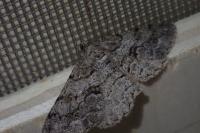 Peribatodes secundaria secundaria