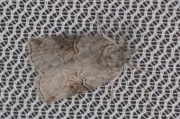 Nycteola asiatica