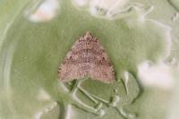 Epirrita dilutata