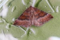 Larentia clavaria