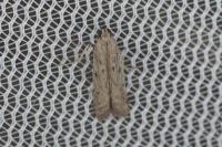 Phycitodes inquinatella