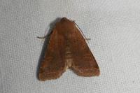 Agrochola lychnidis