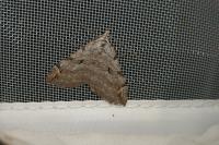 Aplocera efformata/plagiata