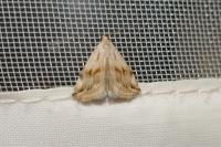 Eublemma ostrina