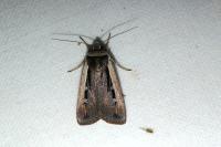 Ochropleura leucogaster