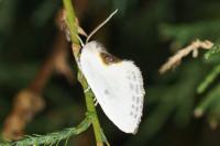 Cilix hispanica