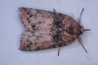 Nycteola revayana