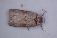 Nycteola revayana