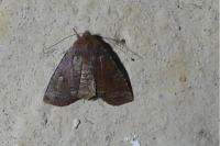 Conistra ligula