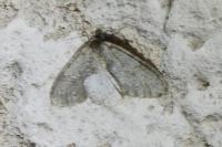 Epirrita