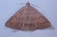 Zanclognatha lunalis