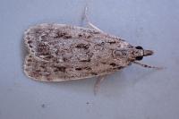 Scoparia basistrigalis
