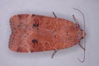 Noctua interposita