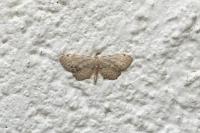 Idaea dimidiata