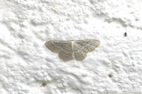 Idaea subsericeata