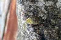 Earias clorana