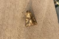 Conisania luteago olbiena