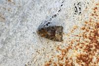 Oligia