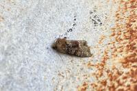 Oligia