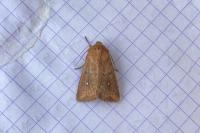 Mythimna albipuncta