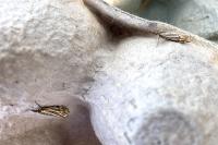 Chrysocramboides craterellus