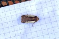 Ochropleura plecta