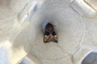 Euplexia lucipara