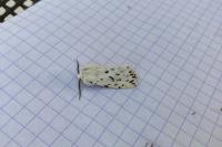 Spilosoma lubricipeda