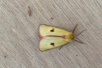 Diacrisia sannio
