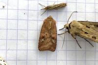 Diarsia rubi