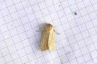 Mythimna pallens