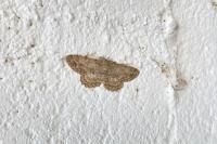 Hypomecis punctinalis