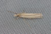 Ancylolomia tentaculella