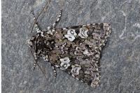 Lamprosticta culta