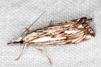 Catoptria falsella